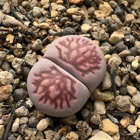 2744紫菊菊花纹脱土规划