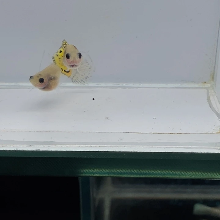 孔雀鱼玻璃猫小蜜蜂