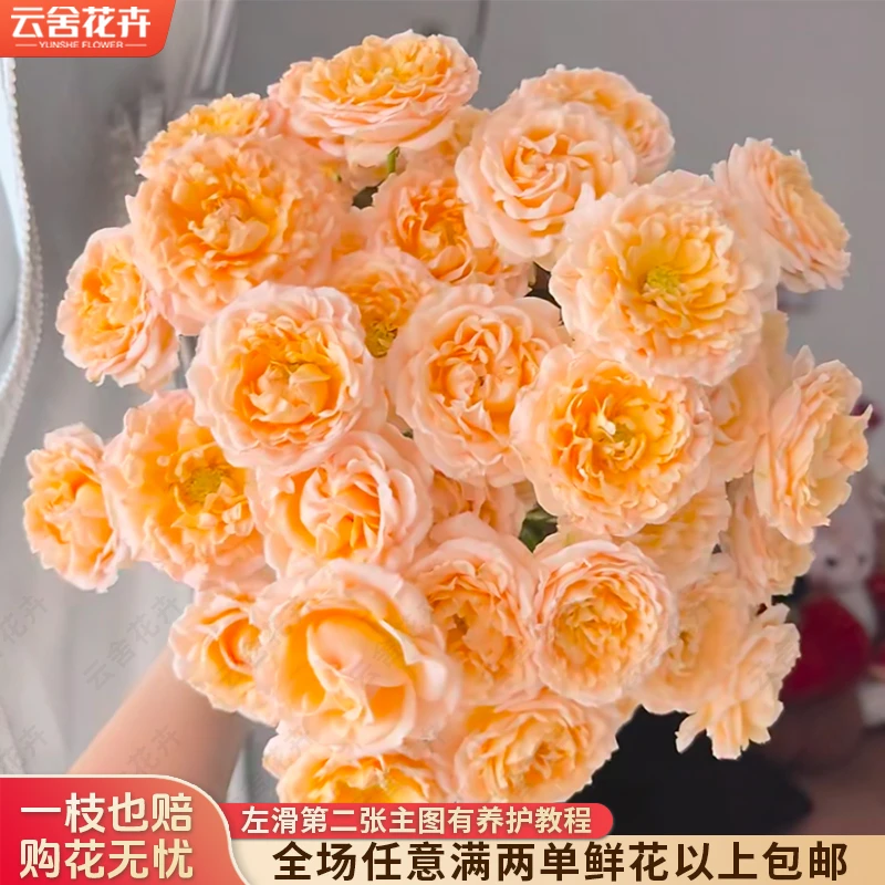 【云舍花卉】【快乐星球】多头玫瑰 任意满两单及以上鲜花包邮