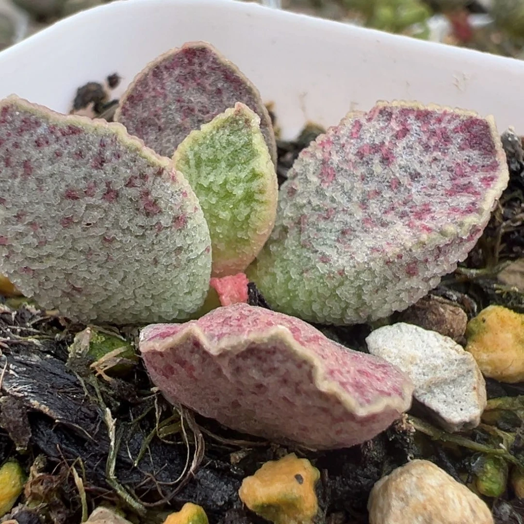 血斑满纹实生新品多肉植物水泡