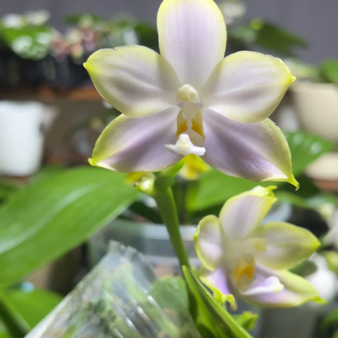 完全开放121叶瑕花期不保