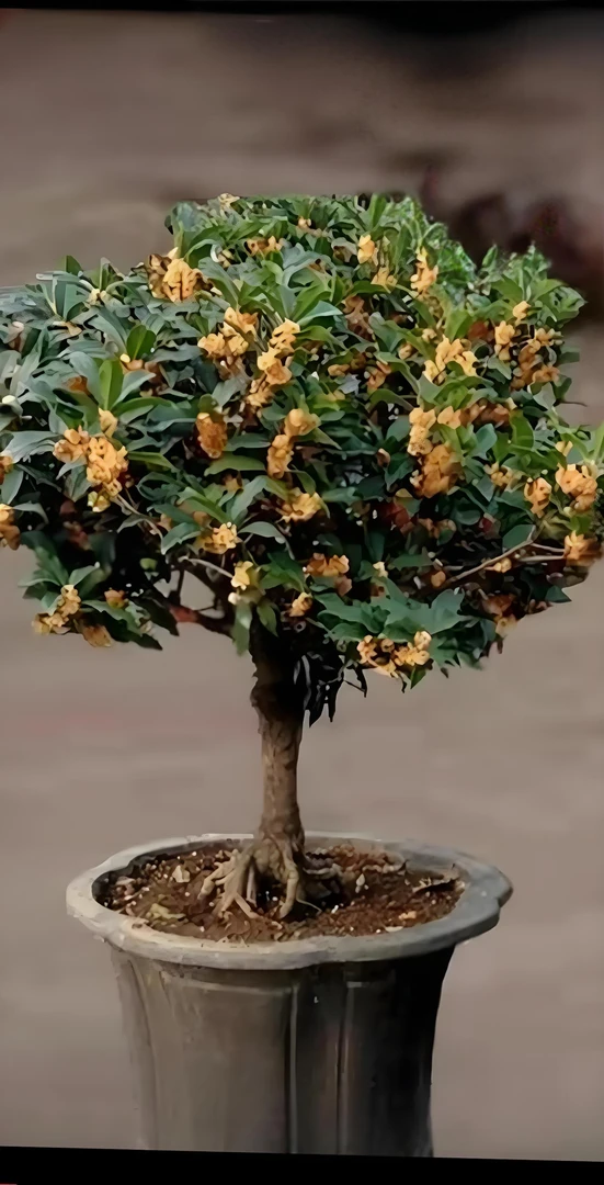 金桂爆花期8月9月10月11月