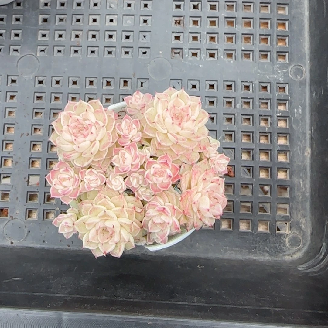 想*【闪购商品】0119-72小魔仙优选