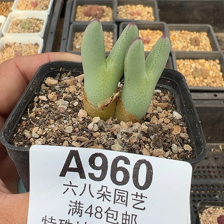 960号618福利大将