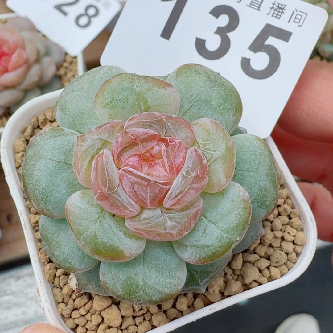 软糖优选            精美多肉植物