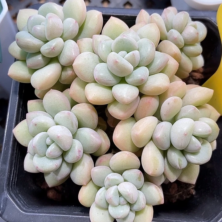 多肉植物泡泡糖723
