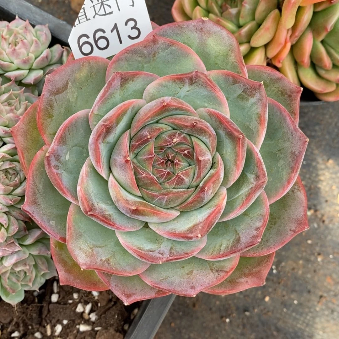 橙***子杂交精品多肉6613~12厘米