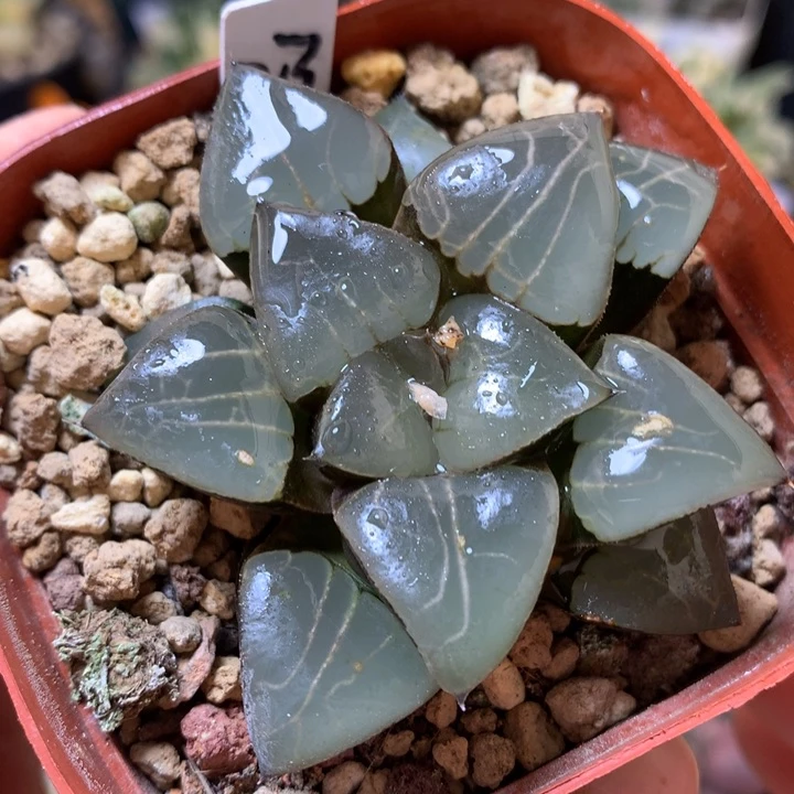 雅典娜带盆土发货带盆土