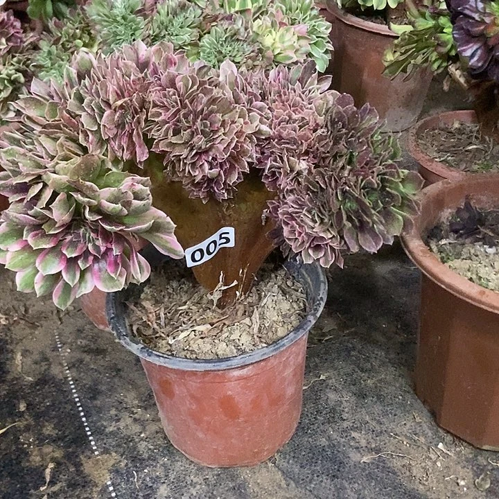 005粉女郎缀阴阳特价