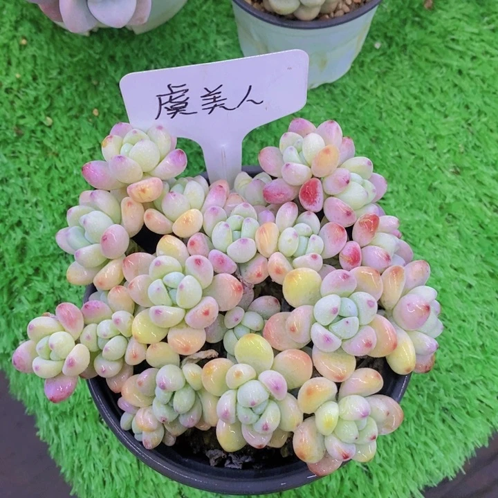 用****干多肉植物，开心多肉