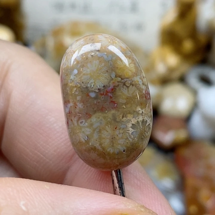 颈饰未镶嵌硅化珊瑚（珊瑚玉）小