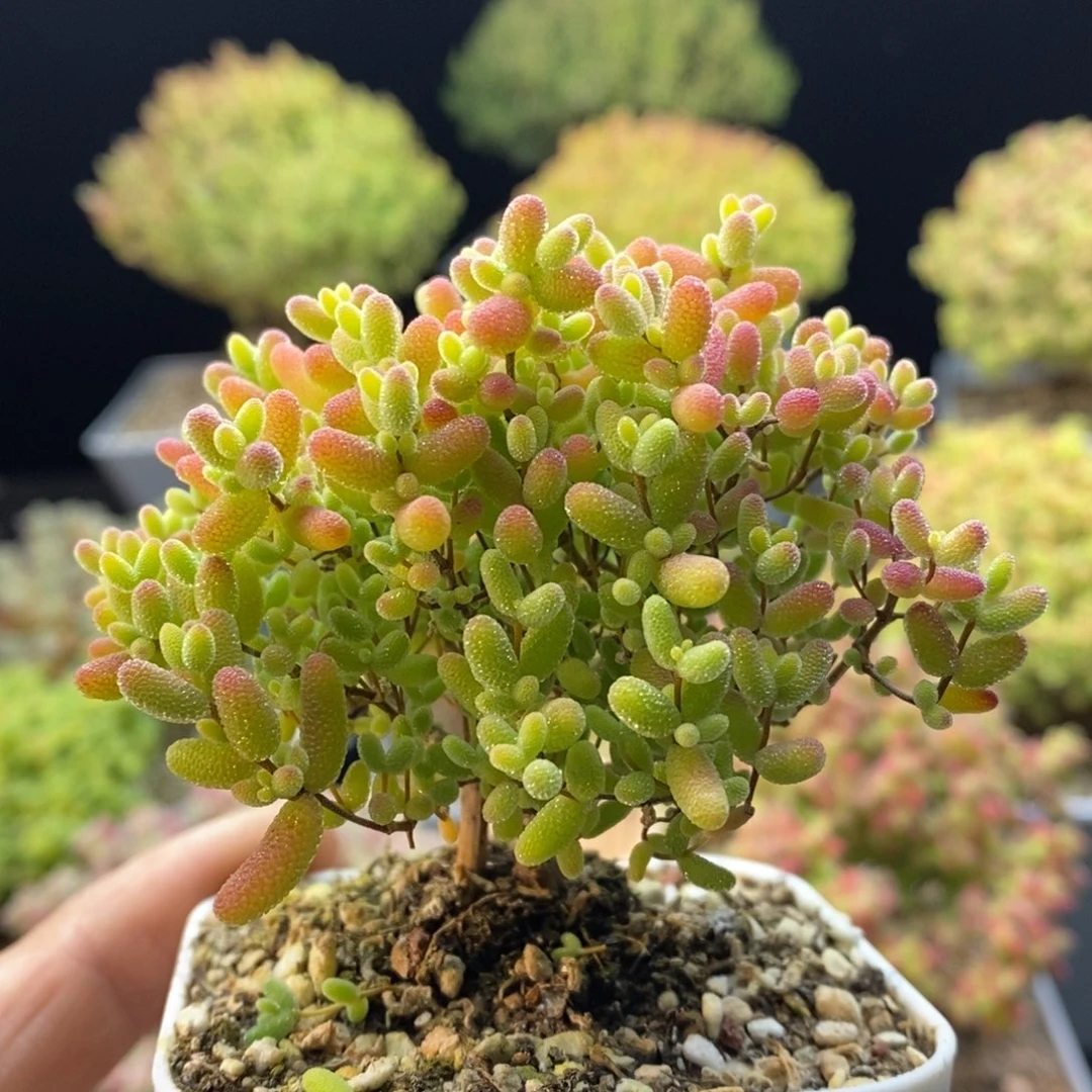 970蜜橘糖球。
