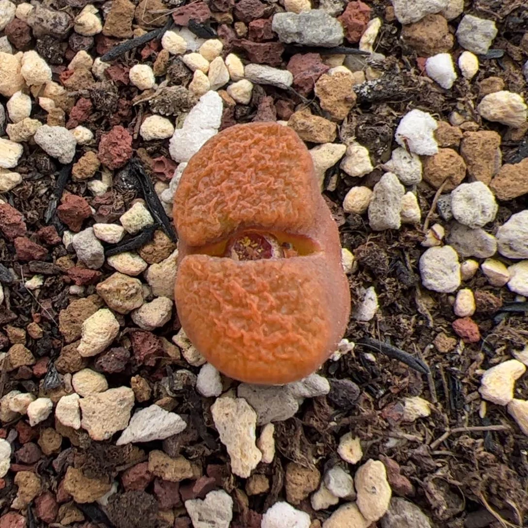 0358号eh980超蛋 多肉植物