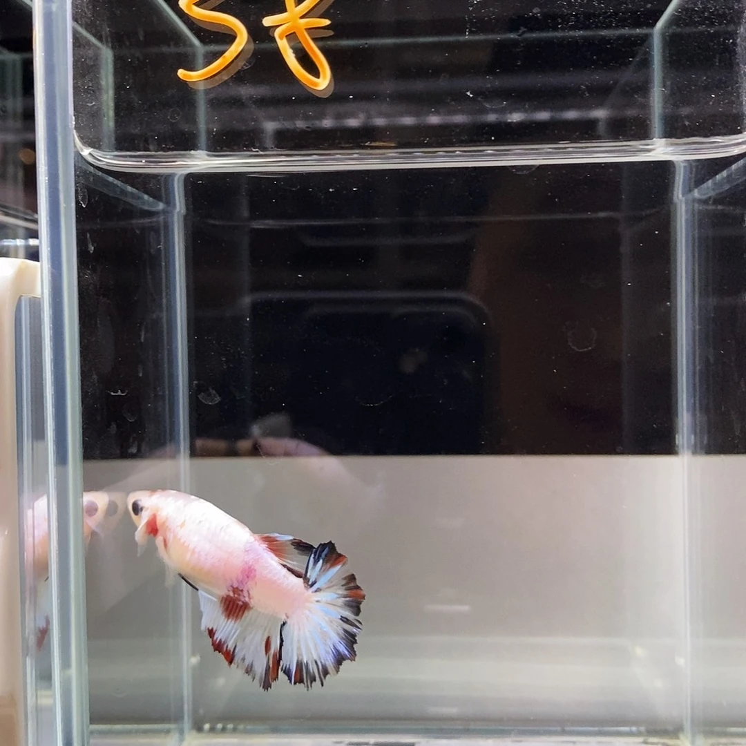 *****海水鱼a969696969696