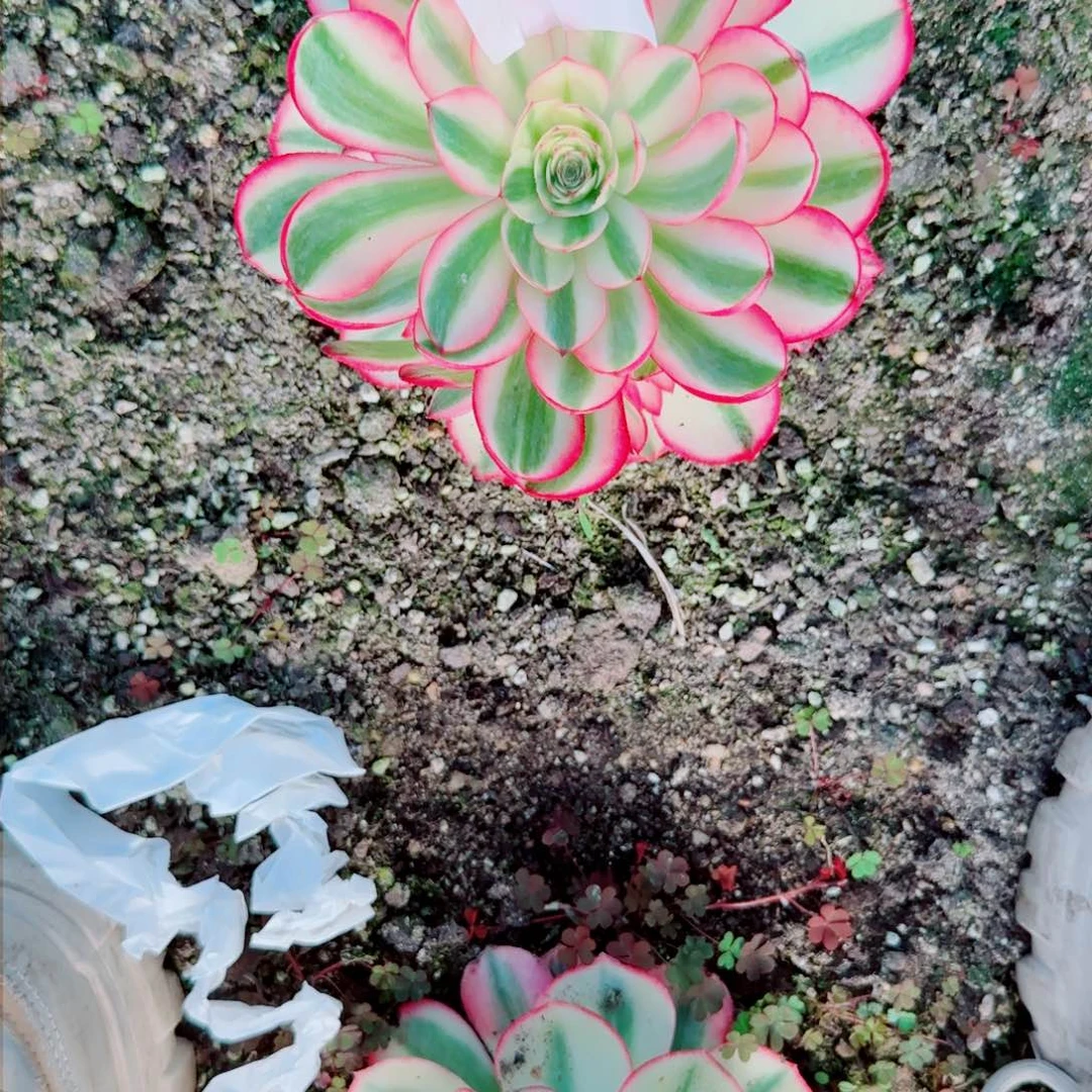 ?*染倾城法师多肉974