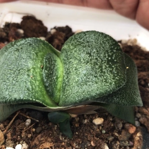 军配蜗牛多肉植物