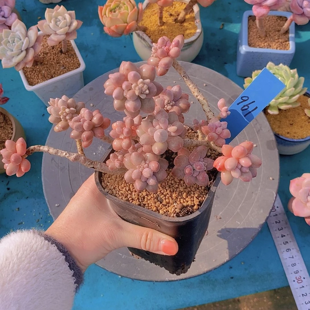 961多肉植物老桩