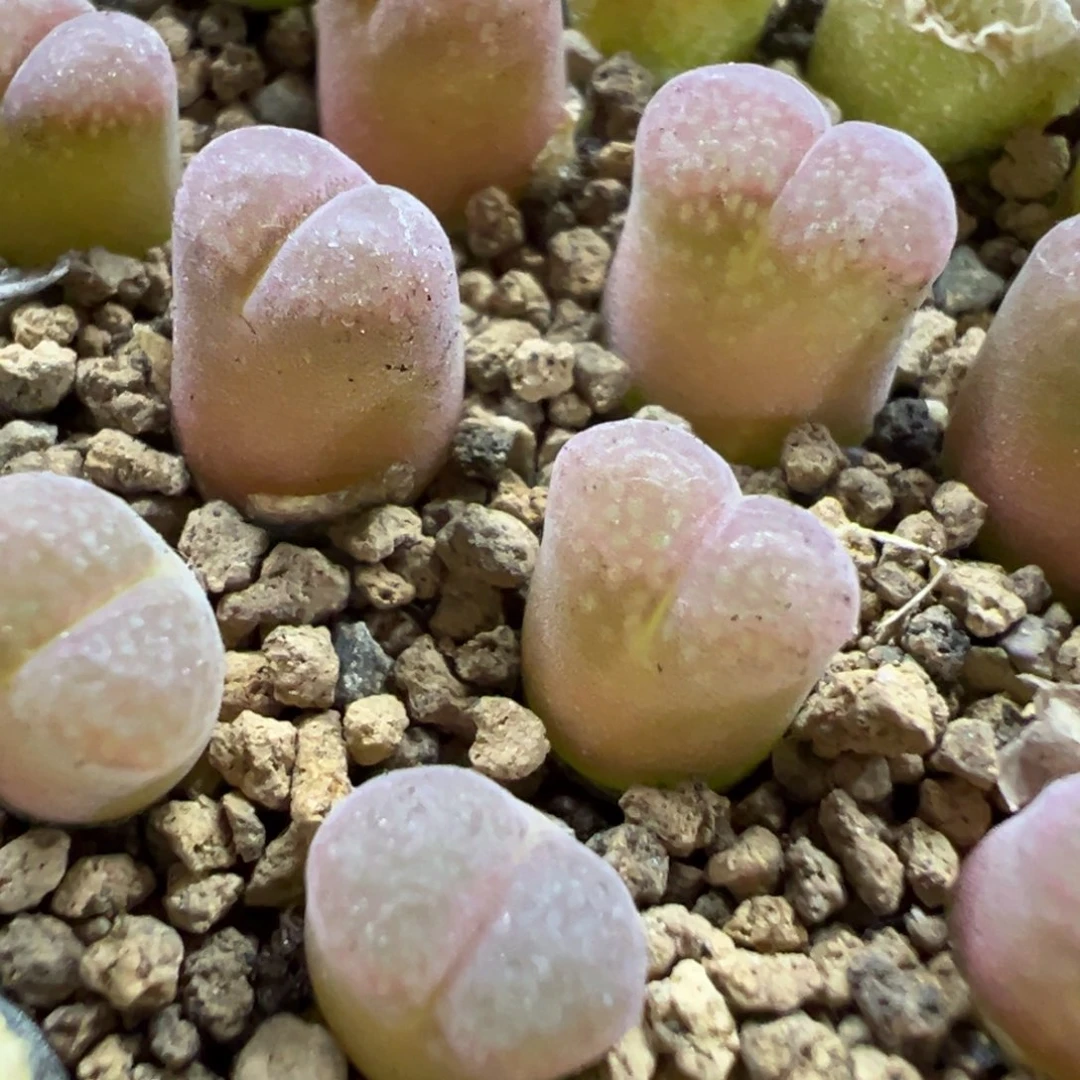 量拍日系CM10风铃一颗