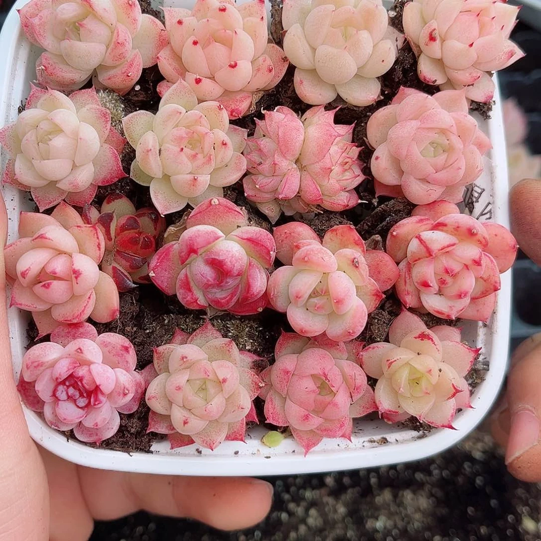 1-106 新疆西藏内蒙不发12.8包邮2-3公分多肉