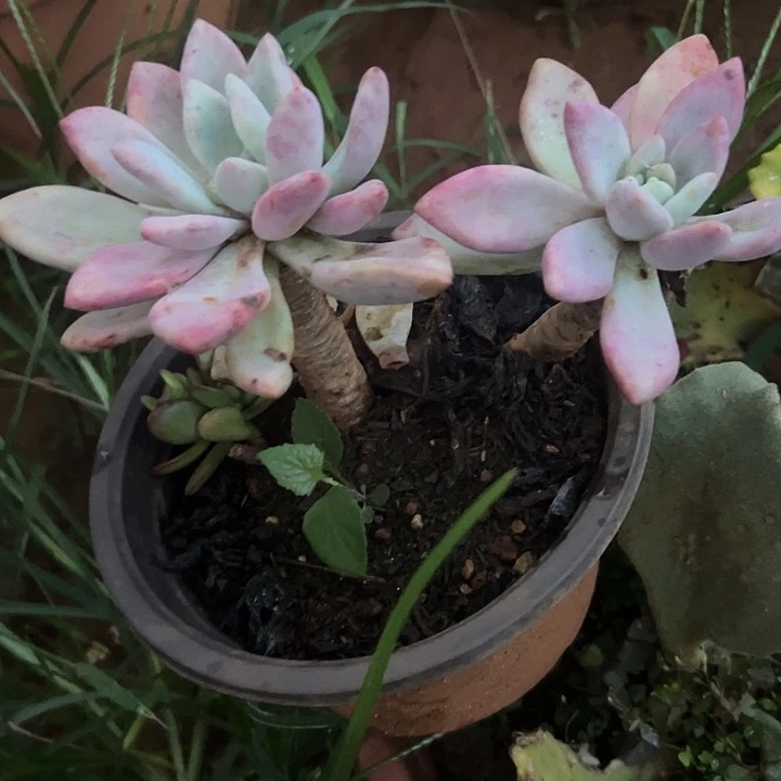 @***夜多肉植物实物直播实物212