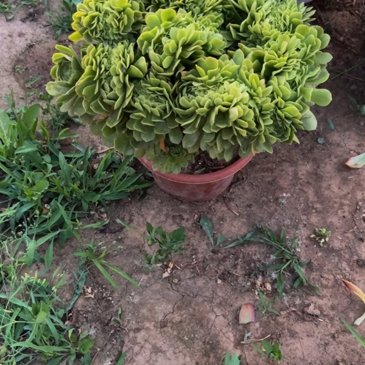 25.8绿玫瑰缀化一棵