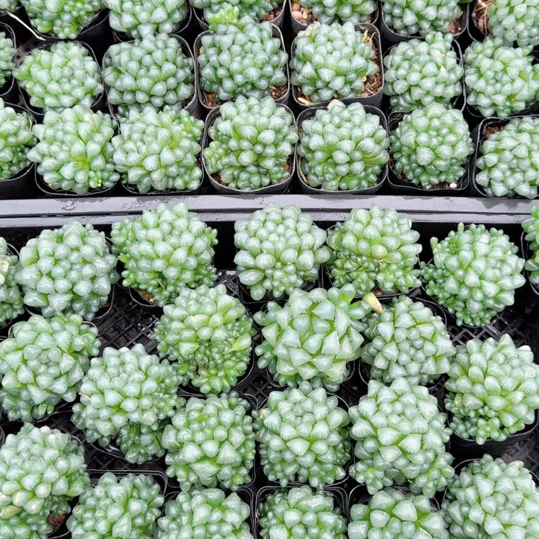 孙氏玉露多肉植物一颗