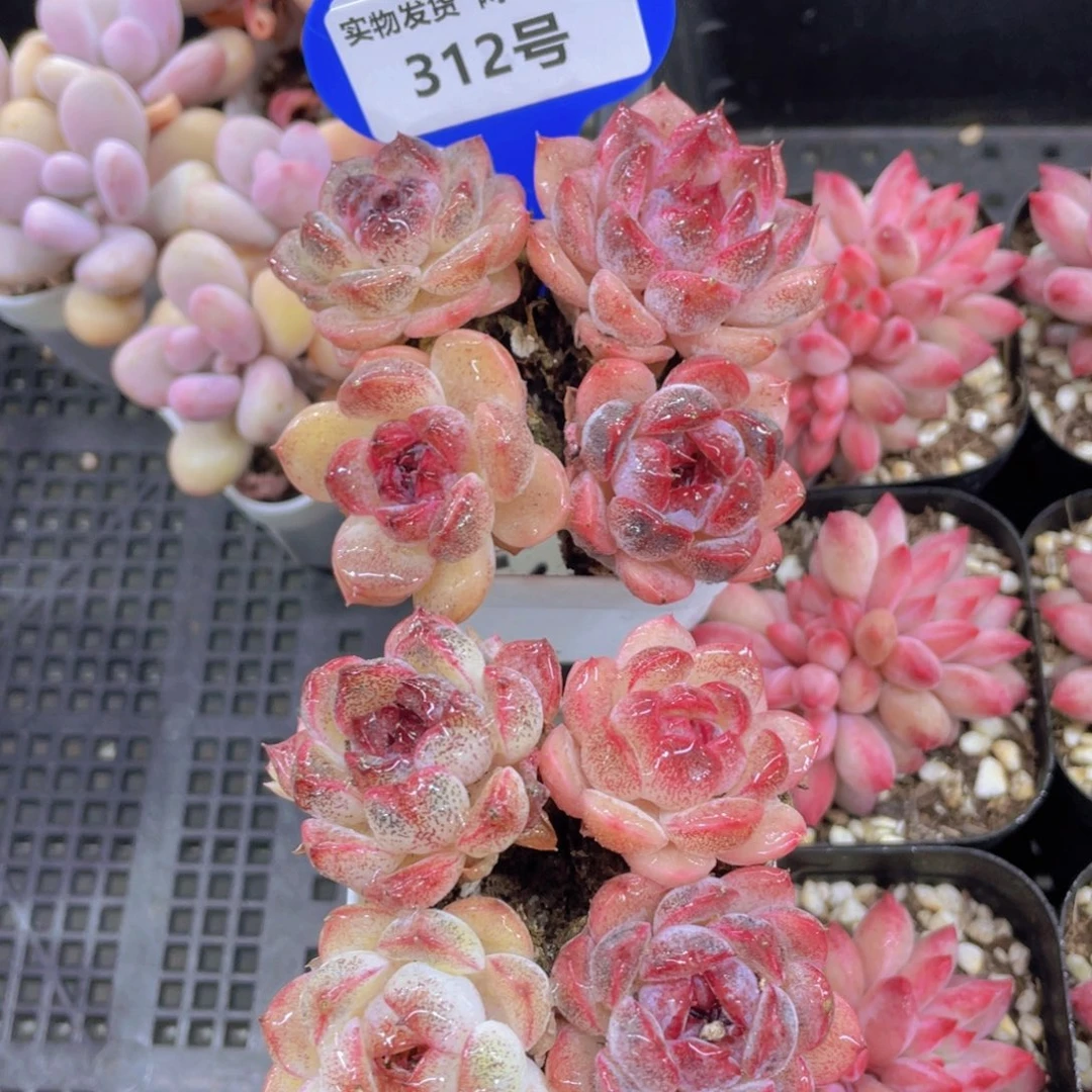 312号 全状态黑橙四个