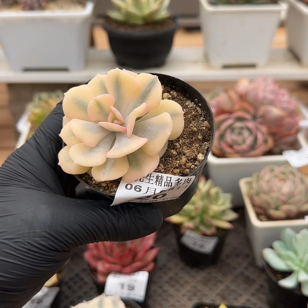 0605-20雪精灵福伦锦