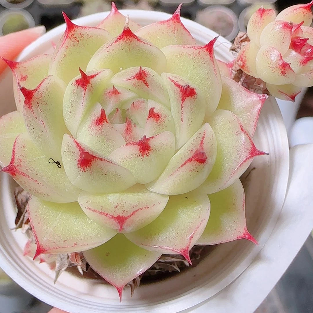 m***e花语逸镜1120-108散