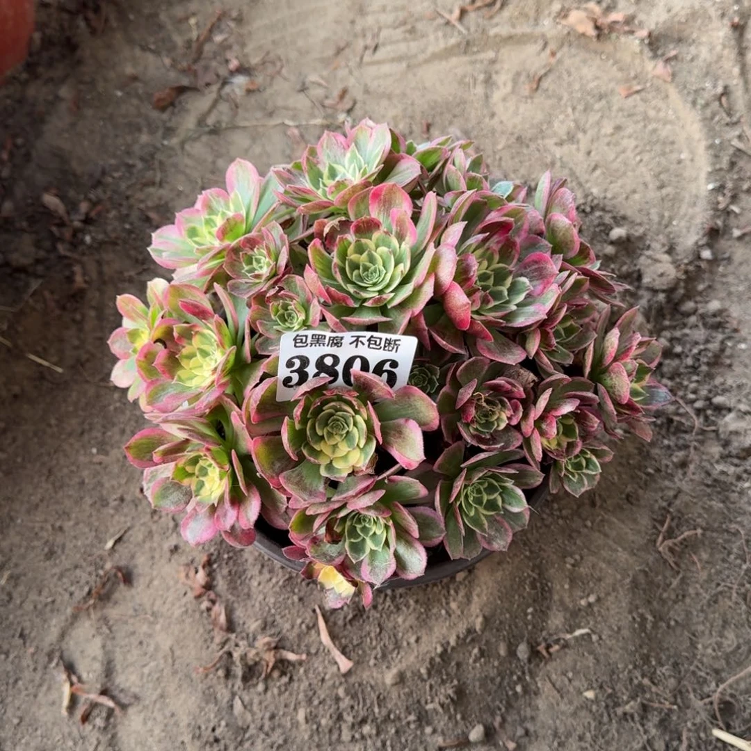 法师海仙3806 17-11