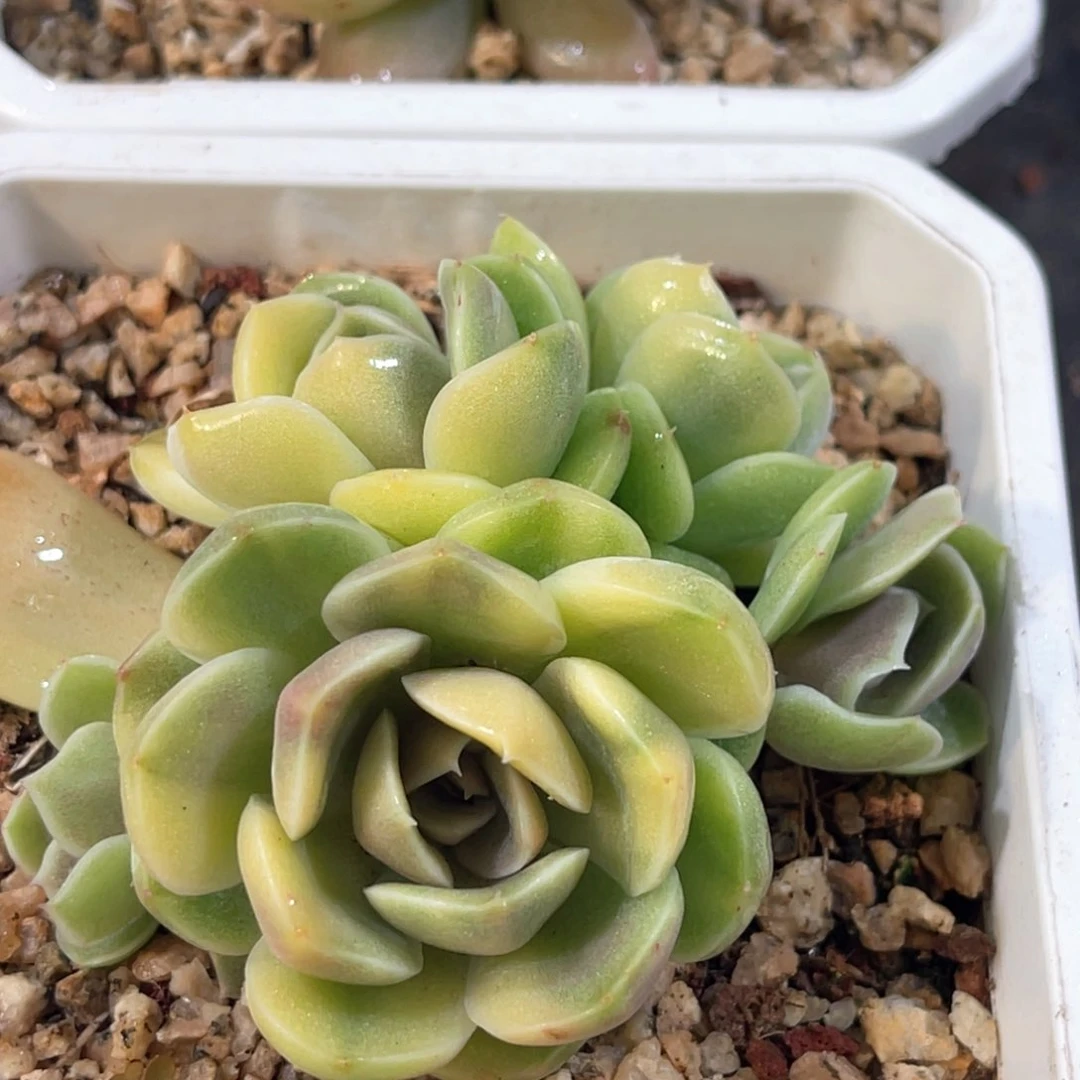 多肉特价雪兔锦群