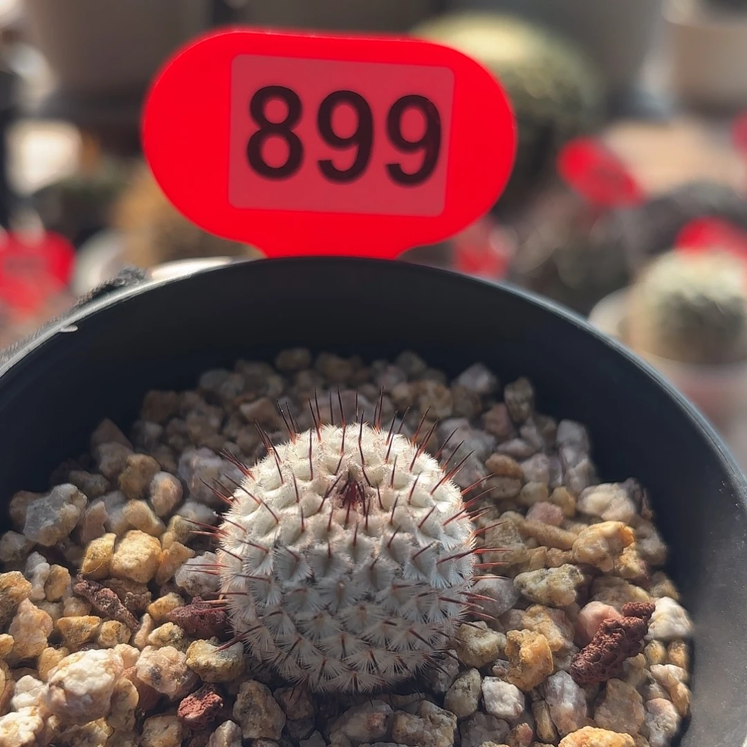 仙人球实生直刺佩雷