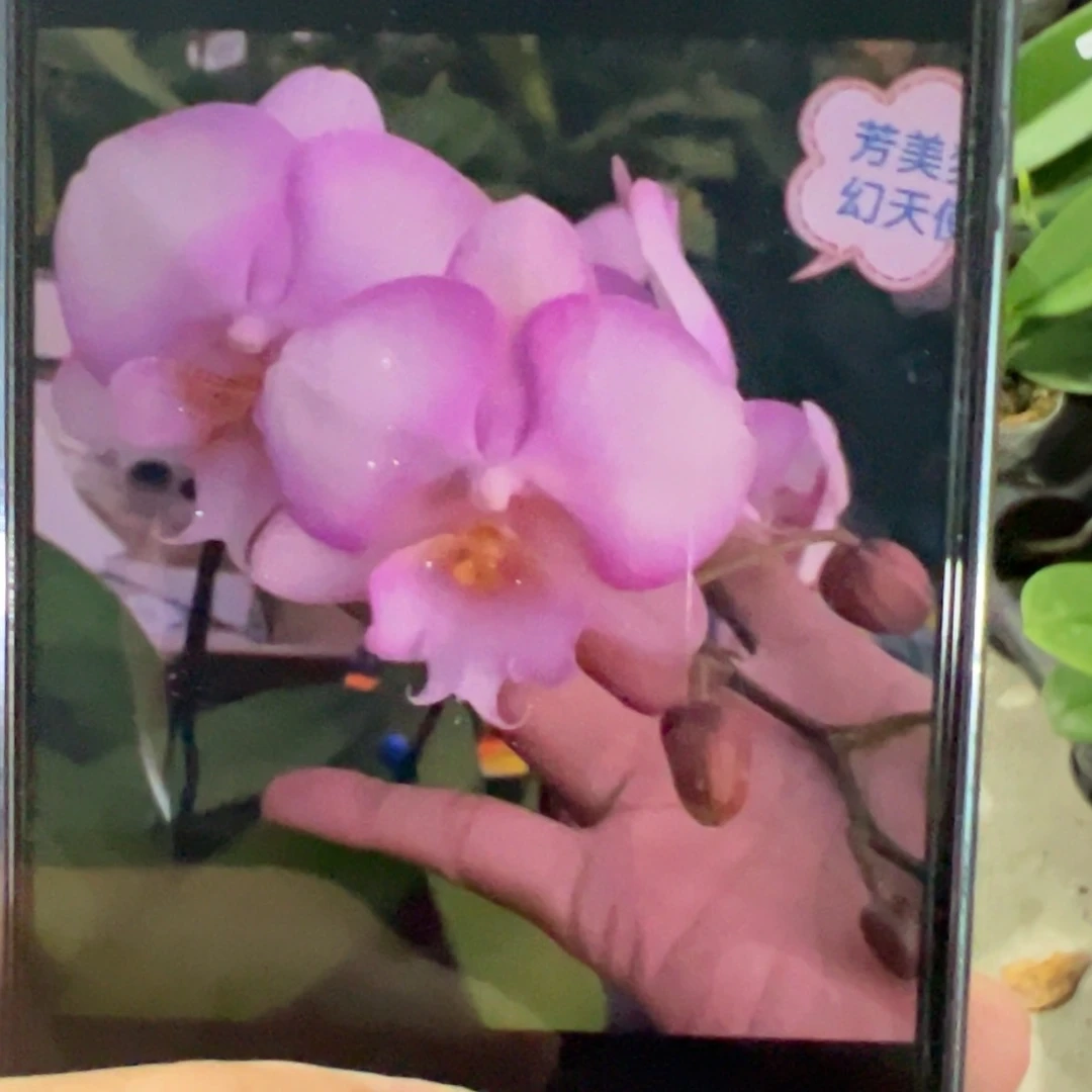 当前无花栽培后可以开花芳美梦幻婚礼，随订单发货