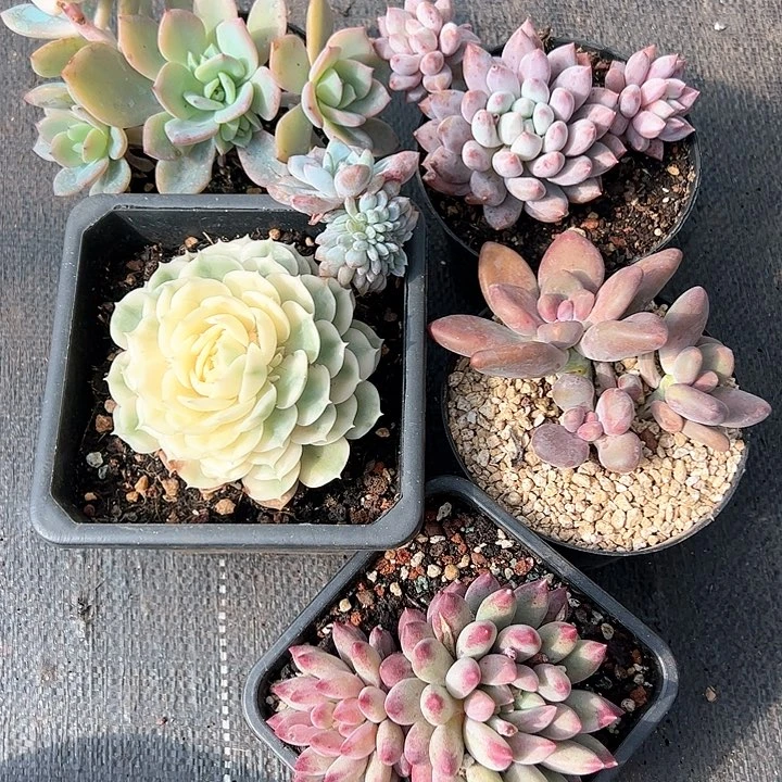 【闪购商品】下播福利