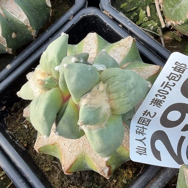 无花朵290白肌村主怒涛西四