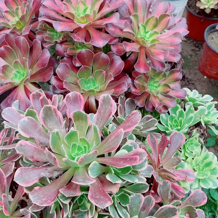 多肉植物组合031