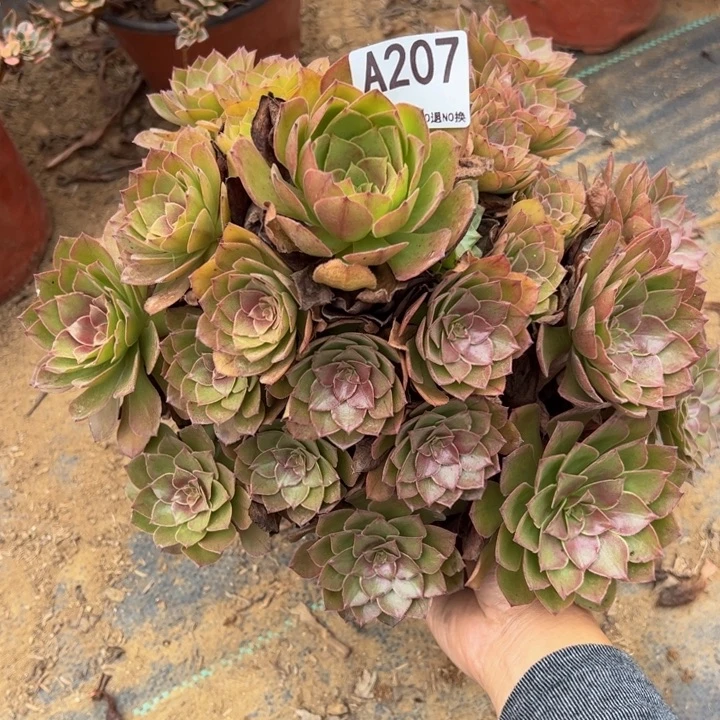 桃花石多肉植207.