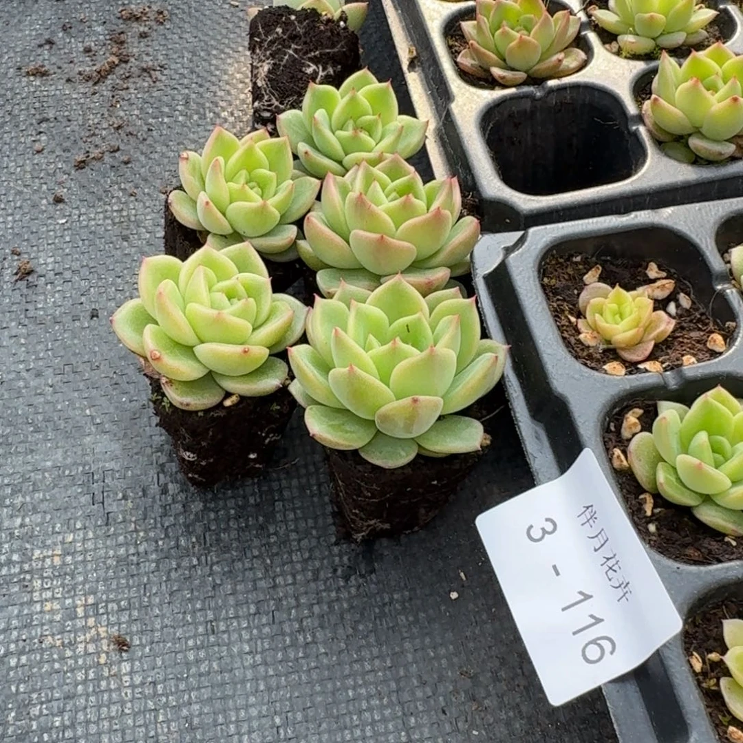 10颗麦秆梦露杂交量拍3-116（304）