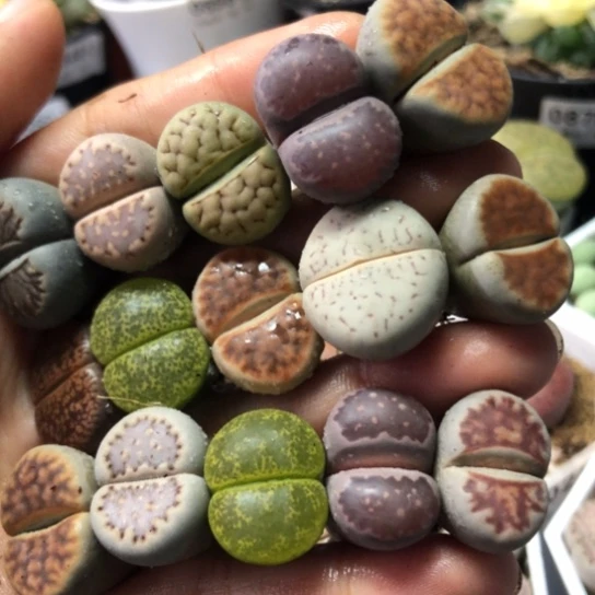 1000，彩色母本如图15棵