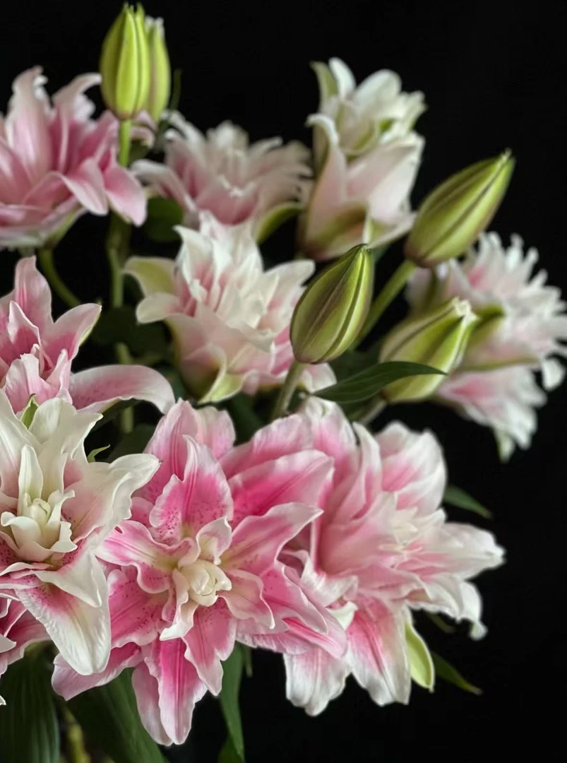 小羊【伊莎贝拉】重瓣香水百合 基地直发 | 两单升级快递