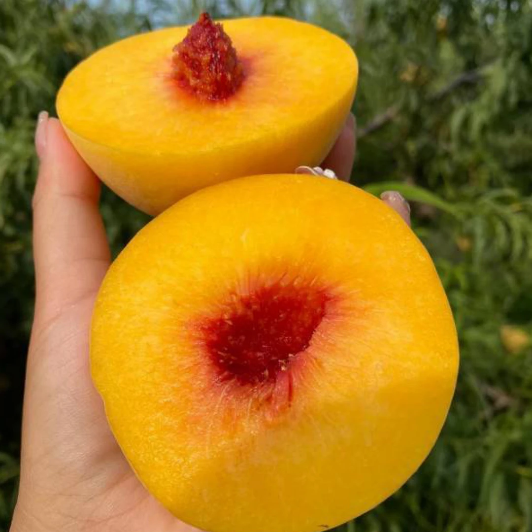 新鲜应季山东蒙阴锦绣黄桃 （放软吃口感更好）