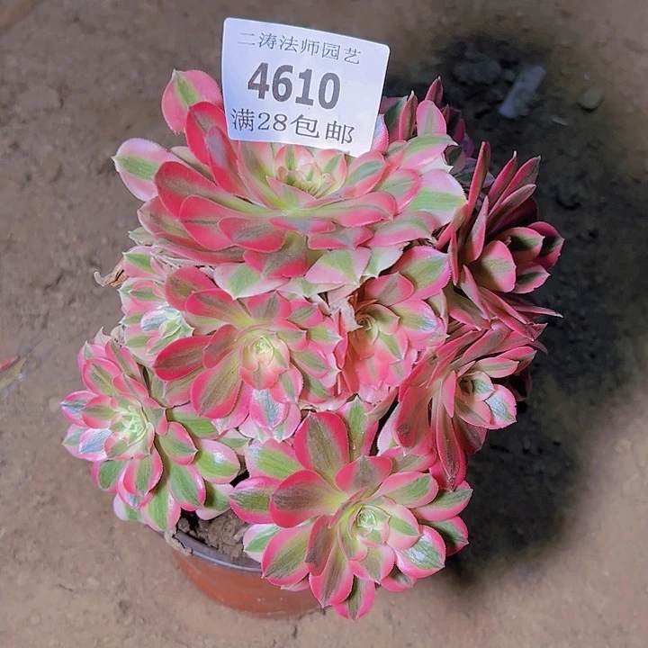 4610粉女巫多肉植物2号