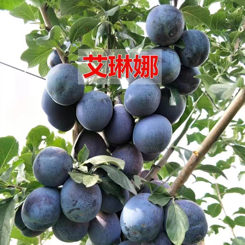 梦动正宗西梅李 蓝密 艾琳娜 西梅女神  金西梅 适合南北方种植