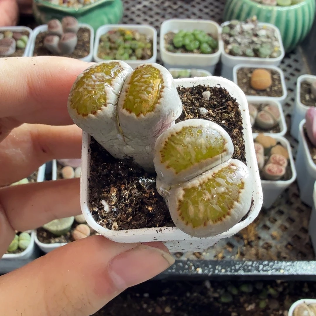 富***贵多肉植物的生长发育和515