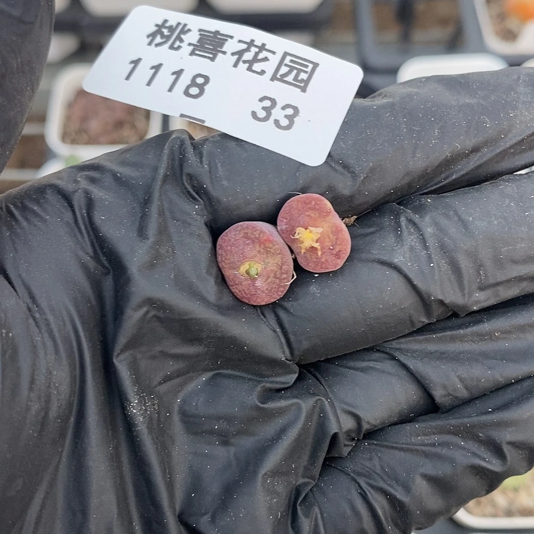 L*L18-33-杂交福利。