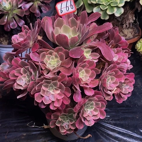 凤冠老桩捧花666号