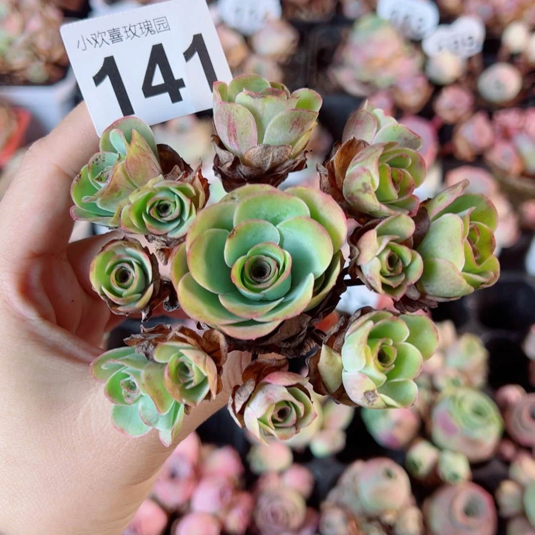 141山地玫瑰红边线（福利款断枝不售后）