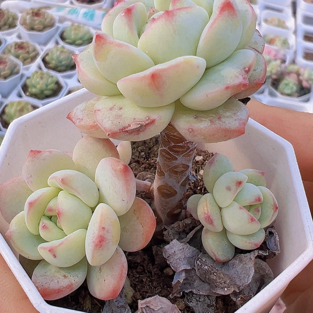 老桩香草19包邮多肉