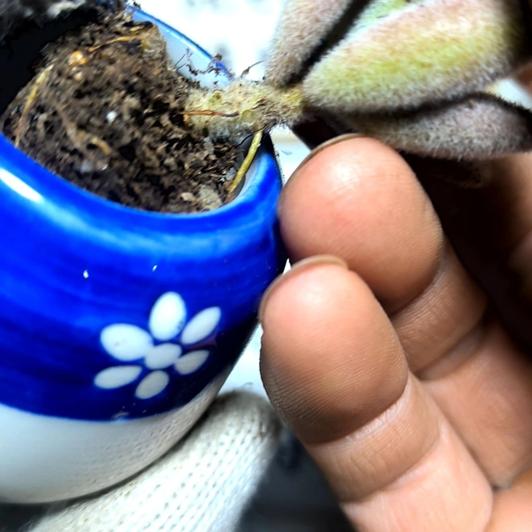 满6元包邮，黑兔子