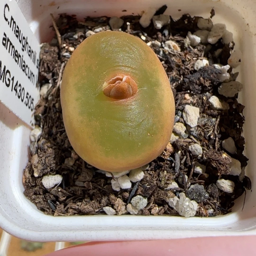 肉锥多肉植物组合-1430.505、384